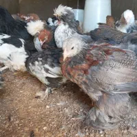 سلطان لهستان|حیوانات مزرعه|مشگین شهر, |دیوار