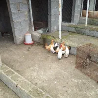 مرغ و خروس چینی|حیوانات مزرعه|رشت, لاکان شهر|دیوار