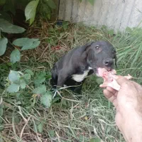 واگذاری سگ دوبرمن و توله نر بلوطی