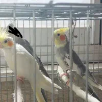 عروس هلندی|پرنده|اشتهارد, |دیوار