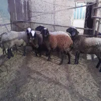 بره ماده شال افشار