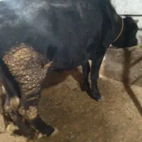 فروش ۴راس کاو جوان