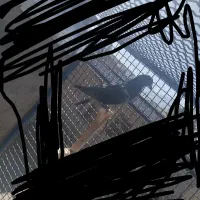 پلاکی نر مسافتی|پرنده|بروجن, |دیوار