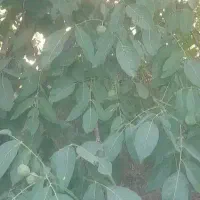 فروش باغ