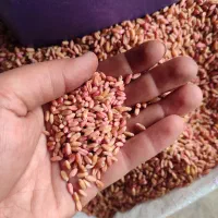 بذر گندم بوجاری شده در دو نوع کودشت و پایا