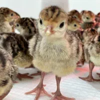 جوجه یکروزه بوقلمون بیوتی و برنز|حیوانات مزرعه|تهران, بلوار کشاورز|دیوار