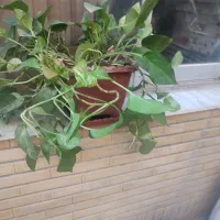 گل پتوس شاد|گل و گیاه طبیعی|اصفهان, الهیه|دیوار