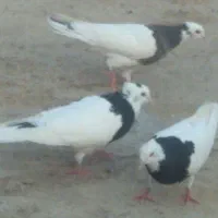 طوقی