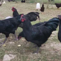 خروس نژاد استرالوپ آلمانی|حیوانات مزرعه|سرخه حصار, |دیوار