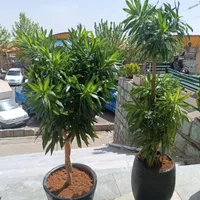 خدمات باغبانی در سراسر تهران گل باغچه و آپارتمانی|خدمات باغبانی و درختکاری|تهران, سیدخندان|دیوار