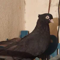 زاغ ابادانی|پرنده|نورآباد ممسنی, |دیوار