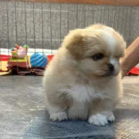 سگ کوچولو|سگ|اصفهان, شهید رجایی|دیوار