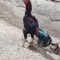 خروس نسل دار|حیوانات مزرعه|شبستر, |دیوار