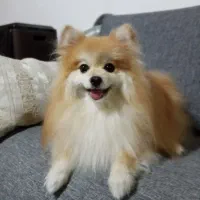 سگ پامرانین|سگ|نورآباد ممسنی, |دیوار