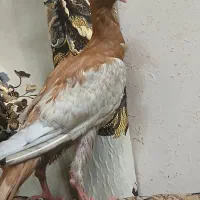 کبوتر یهودی