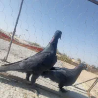 دوعدده کبوتر جونگ|پرنده|یزدان شهر, |دیوار