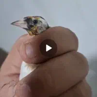 سهره دورگ گل بلند