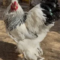 جوجه لهستانی برهما و پولند