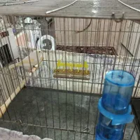 قناری ماده موزاویکی آماده|پرنده|مهاباد (آذربایجان غربی), |دیوار