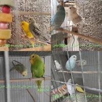 مرغ عشق خوش رنگ قمیت مناسب|پرنده|تهران, دکتر هوشیار|دیوار