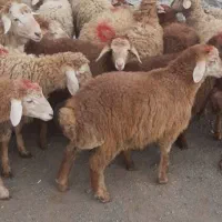 گوسفند بره سه عدد نر ماده