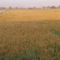 برنج عنبربو تیلکی|خوردنی و آشامیدنی|گتوند, |دیوار