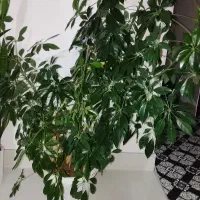 گل طبیعی|گل و گیاه طبیعی|شاهین دژ, |دیوار