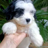 واگذاری سگ پشمالو ۲ عدد ق مت۵|سگ|کوچصفهان, |دیوار