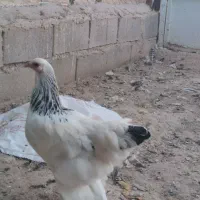 فروش مرغ برهمالایت الاصل|حیوانات مزرعه|مرند, |دیوار