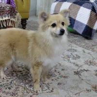 سگ پامر روباهی