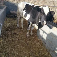 تلیسه شکم اول