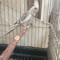 عروس هلندی جفت مولد سرحال و دستی|پرنده|ری, علایین|دیوار