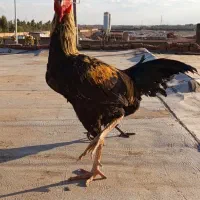 خروس لاری افغان و۶عدد مرغ محلی جون دار