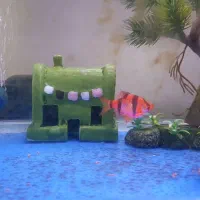 اکواریوم ماهی|ماهی|تهران, امیریه|دیوار