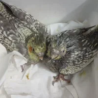 جوجه عروس هلندی