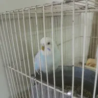 مرغ عشق ماده