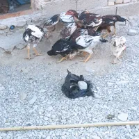 فروشی 9تا گوچ نسل دار|حیوانات مزرعه|سراوان, |دیوار