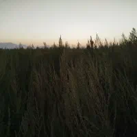 جارو|جاروبرقی، جارو شارژی، بخارشو|نهاوند, |دیوار