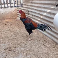 تخم لاری|حیوانات مزرعه|پاکدشت, پاکدشت (مامازند)|دیوار