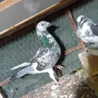 کفتر پلاکی معامله