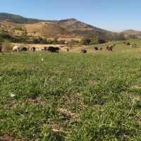 بوقلمون کوردی|حیوانات مزرعه|بانه, |دیوار