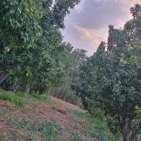 ۵۰۰ متر باغ/ باغچه/ فقط صدوپنجاه میلیون|فروش زمین و ملک کلنگی|تهران, هوانیروز|دیوار