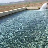 حوضچه پرورش ماهی