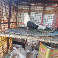 یک عدد کبوتر پشدار سالم بدون ختا
