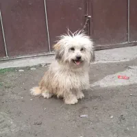 سگ شیتزو ماده