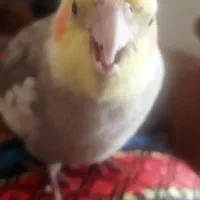 عروس هلندی گم شده