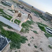 سگ گله|سگ|آبکوه, |دیوار