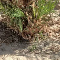 پاجوش درشت خوب مضافتی|گل و گیاه طبیعی|ریگان, |دیوار