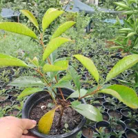 گیاهان فضای سبز بیرونی