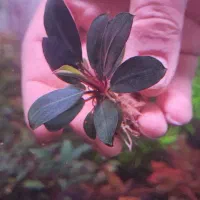 گیاه خاص آکواریوم پلنت